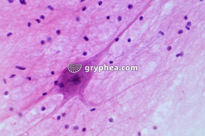 Neurône ME x160 - gryphea.com